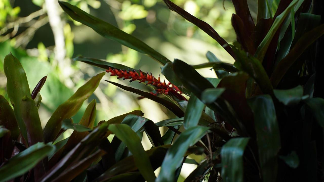 Finca La Argelia Quimbaya Exteriör bild