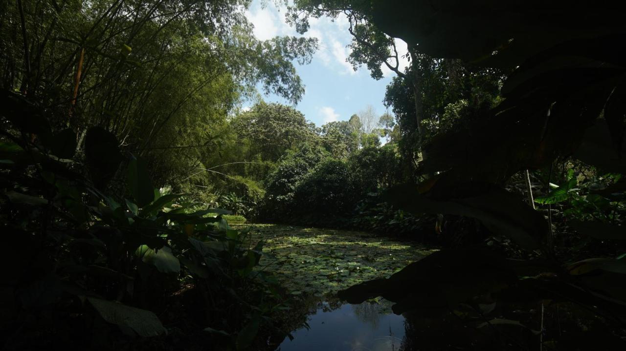 Finca La Argelia Quimbaya Exteriör bild