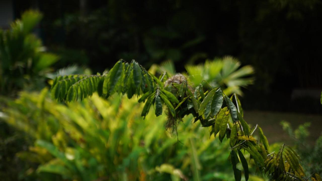 Finca La Argelia Quimbaya Exteriör bild