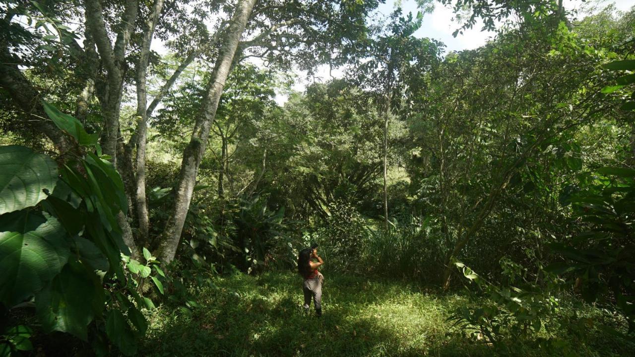 Finca La Argelia Quimbaya Exteriör bild